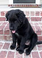 Penny sitting on steps 11 weeks hq