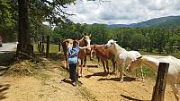 danica horse whisperer 2