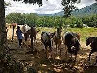danica horse whisperer 4