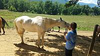 danica horse whisperer 5