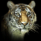 Tiger Roar B