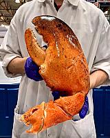 giant lobster