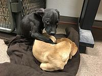 puppy 1