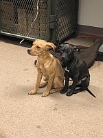 puppy 2